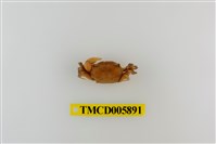 藏品(似方假厚蟹)的圖片